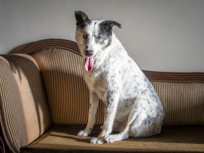 A black and white dog sits on a brown chaise longue, cared for by Mutt and Manor dog sitter in Holmes Chapel, Cheshire