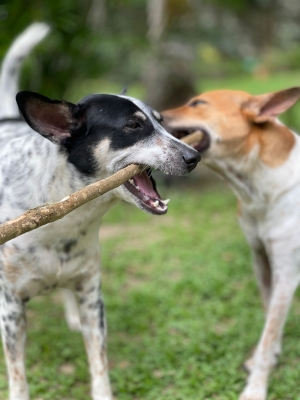 Two young dogs play with a stick in a field during a pet sit by Mutt and Manor dog sitter in Holmes Chapel, Cheshire