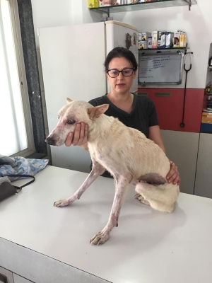The founder of Mutt and Manor with a white street dog in India at a veterinary clinic