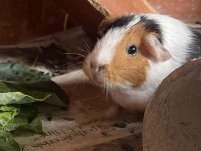 A Tortoiseshell guinea pig sits in a hutch next to a cabbage leaf during a visit by Mutt and Manor pet sitting service