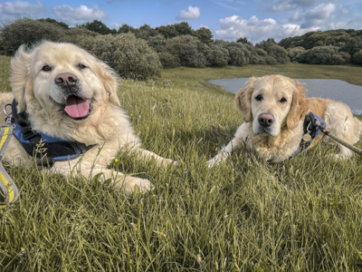 Two happy golden retriever dogs lying on the grass while enjoying a walk with Mutt and Manor dog sitter in Cheshire East
