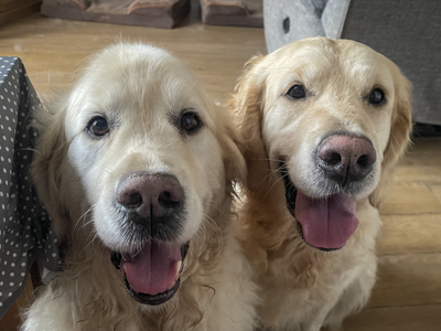 Testimonial review from a pet owner of two golden retrievers in Cheshire East about Mutt and Manor service