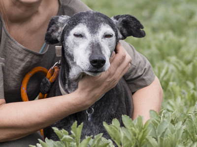Testimonial for Mutt and Manor pet sitting featuring an old whippet dog with a grey muzzle in a field