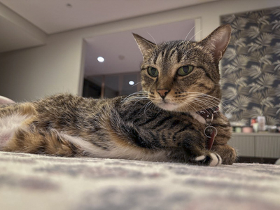 Testimonial review for Mutt and Manor pet sitting featuring a tabby cat on a bed during a home visit