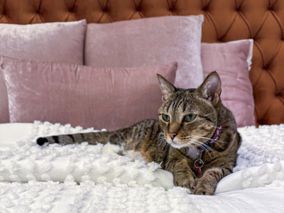 A tabby cat lies on a bed with pink cushions and an orange headboard during a home visit by Mutt and Manor pet sitting service in Cheshire