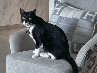 A tuxedo cat sits on a grey armchair during a home visit by Mutt and Manor cat sitting service