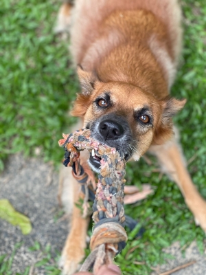 A brown dog enjoys a game with a tug toy, cared for by Mutt and Manor dog sitter in Holmes Chapel, Cheshire