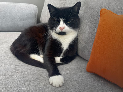 A tuxedo cat relaxes on a grey sofa with an orange cushion during a home visit by Mutt and Manor cat sitting service in Cheshire