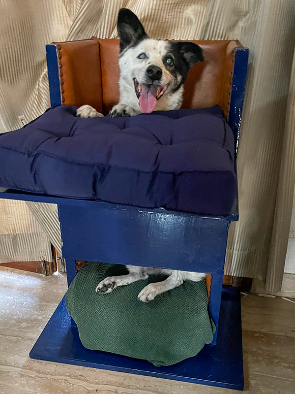 A dog with megaoesophagus sitting in a Bailey chair with a megaoesophagus dog sitter from Mutt and Manor pet sitting in Holmes Chapel, Cheshire