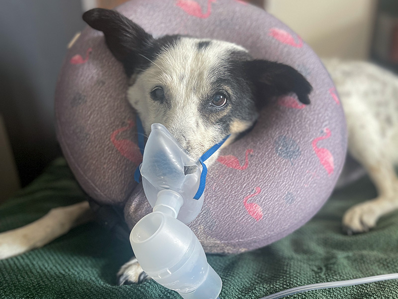 A dog with megaoesophagus, wearing an inflatable neck pillow and a nebuliser, cared for by a megaoesophagus dog sitter