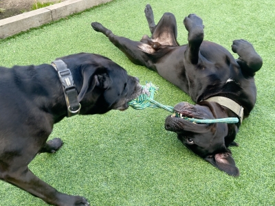 Reviews of Mutt and Manor dog sitting service in Holmes Chapel Cheshire with two happy black Cane Corso dogs playing on the grass