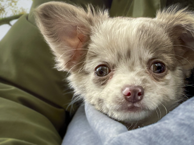 A Mutt and Manor professional overnight pet sitter carries a small chihuahua puppy in a sling on an outdoor walk in Cheshire