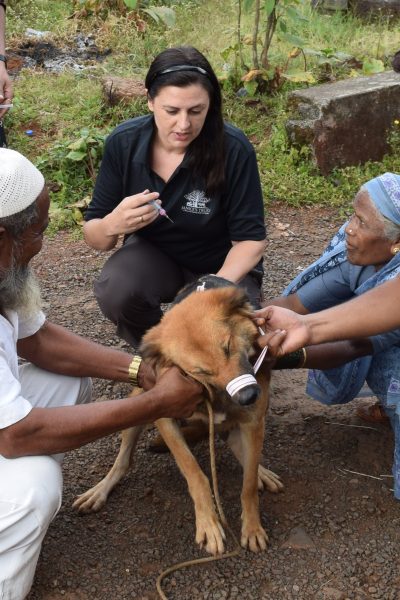 About your trusted pet sitter: The founder of Mutt and Manor pet sitting service administers an injection to a street dog in India